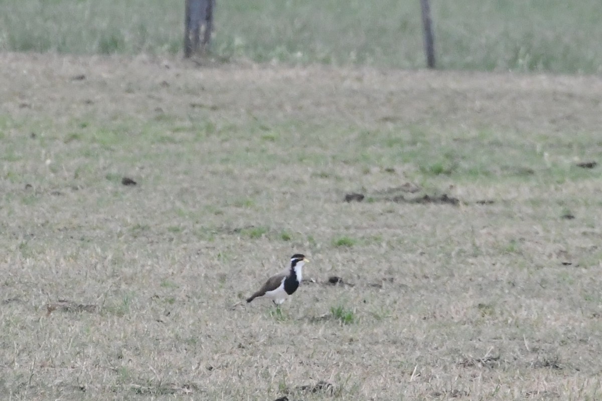 Banded Lapwing - ML646601154