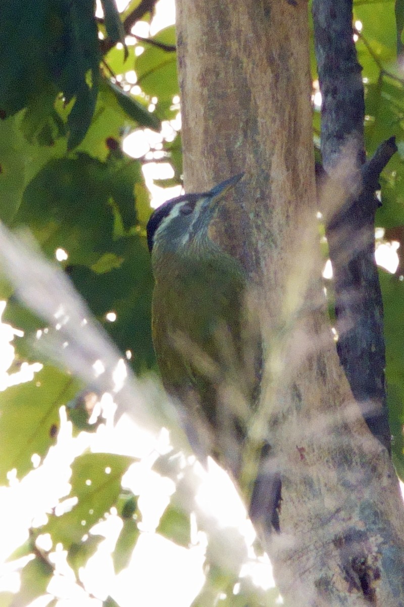 Streak-throated Woodpecker - ML646601155