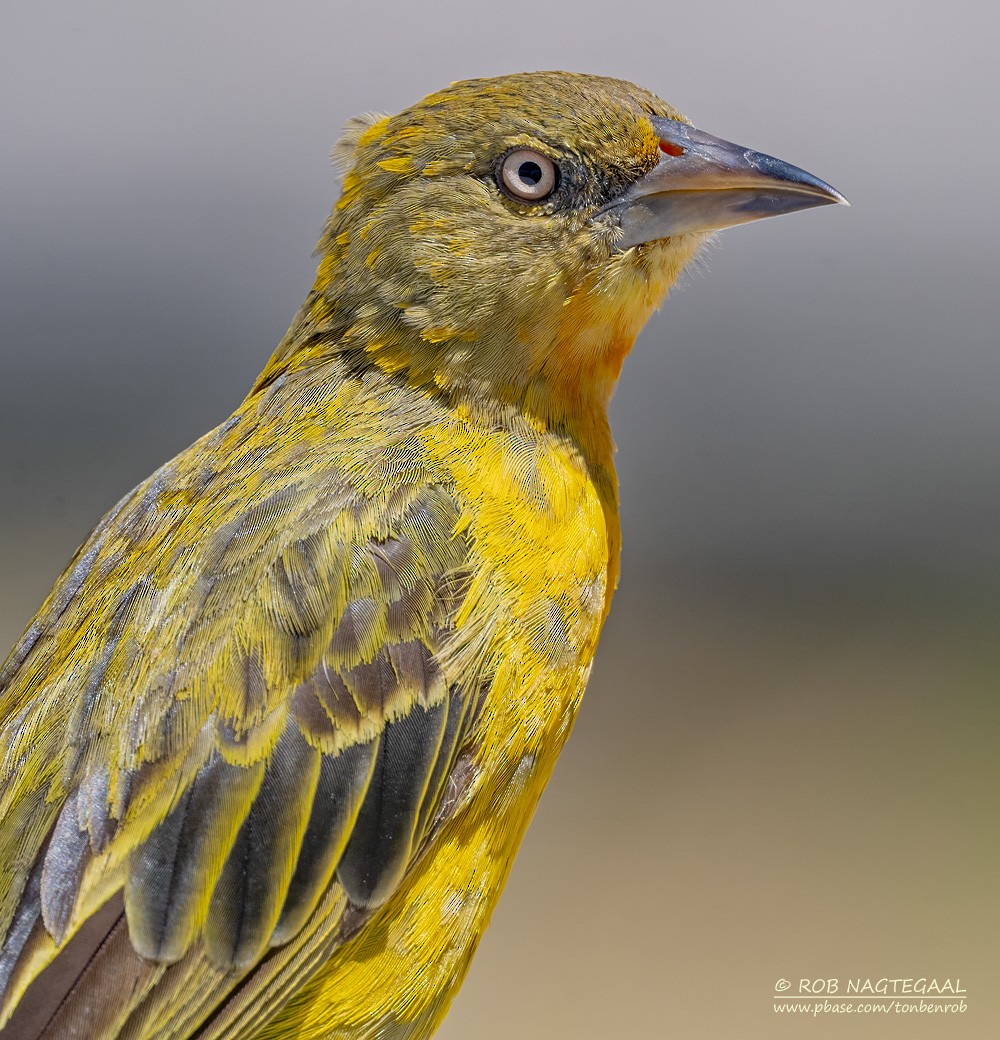 Ткачик іржастощокий - ML646601157