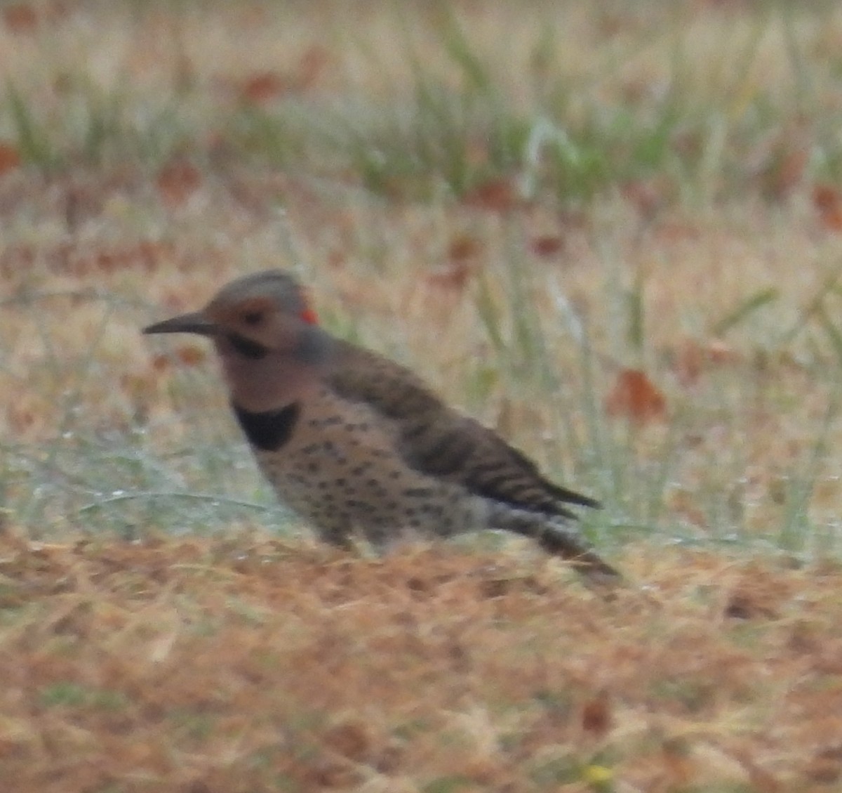 gullspett - ML646601158