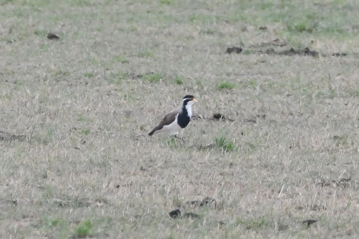 Banded Lapwing - ML646601159