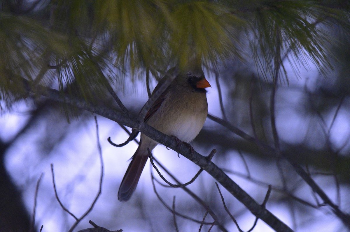 kardinál červený - ML646601161