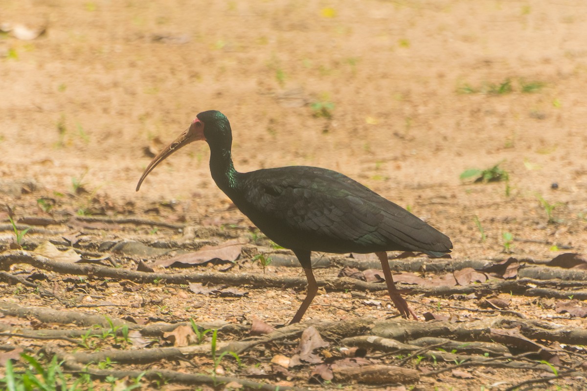 Nacktzügelibis - ML646601164