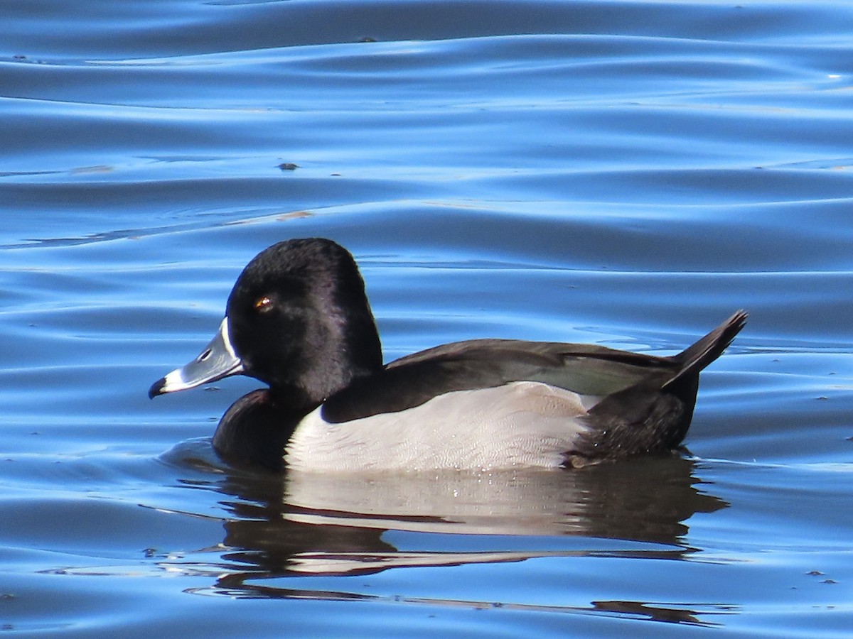 Ring-necked Duck - ML646601165