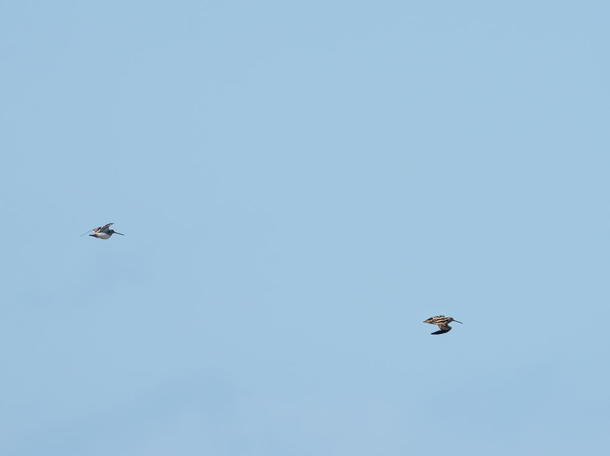 Beccaccino - ML646601166