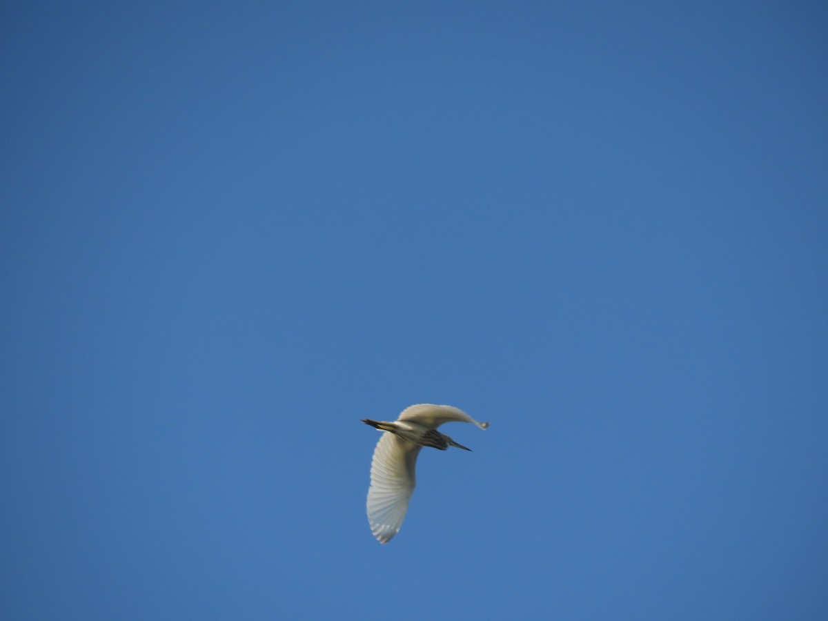 Eastern Cattle-Egret - ML646601167