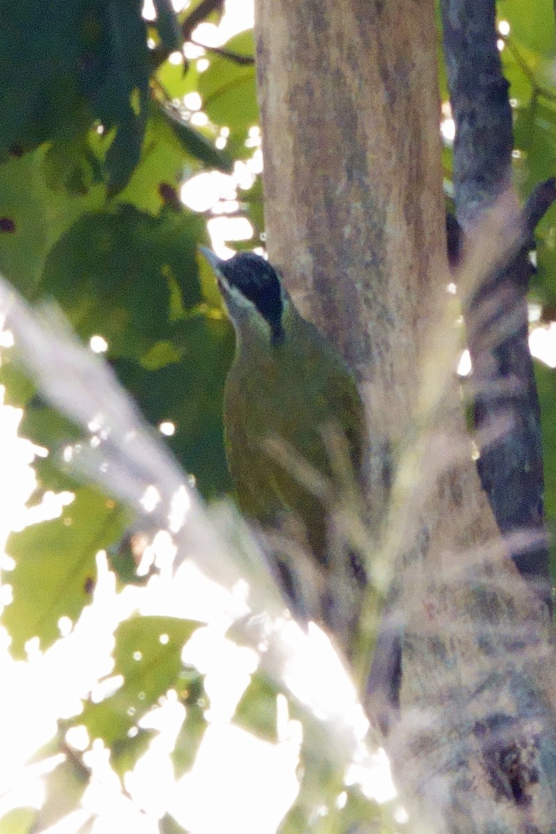 Streak-throated Woodpecker - ML646601168