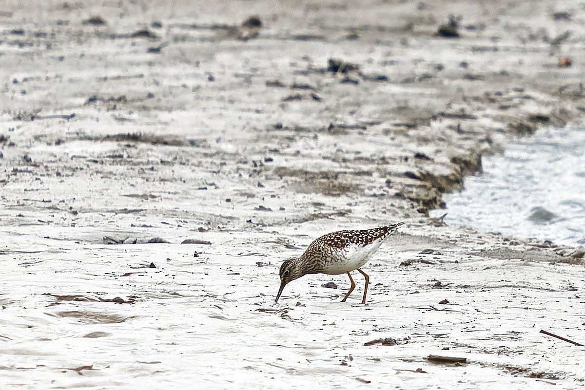 Wood Sandpiper - ML646601169