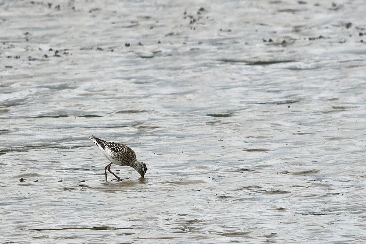 Wood Sandpiper - ML646601170