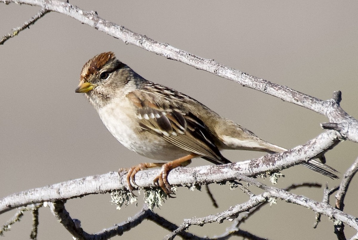 Белобровая овсянка - ML646601171