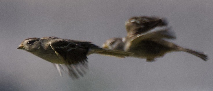 Белобровая овсянка - ML646601174