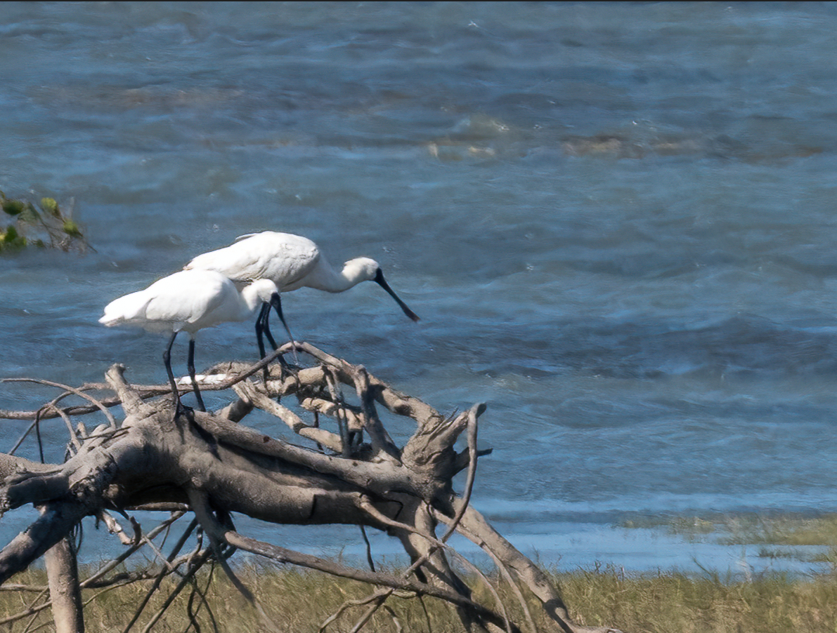 Black-faced Spoonbill - ML646601175