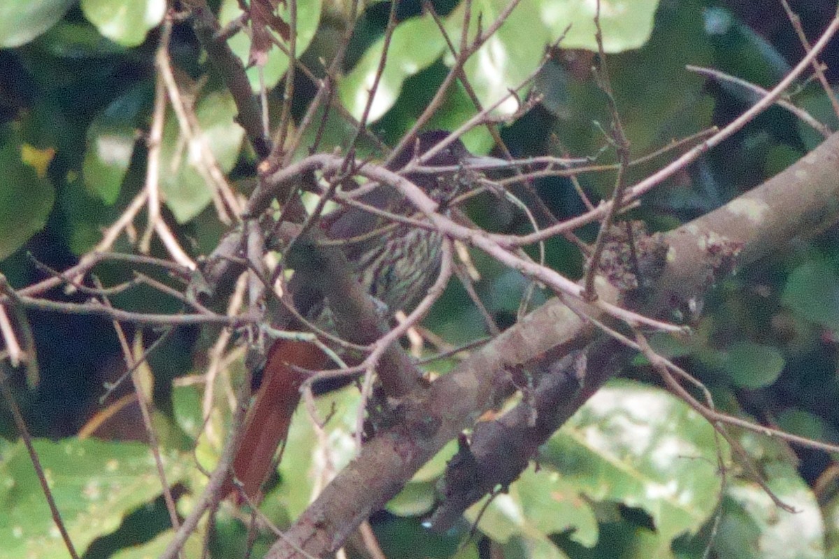 朱鸝 - ML646601177