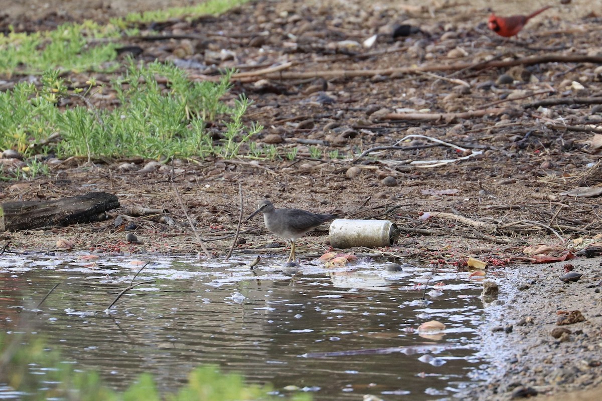 vodouš aljašský - ML646601179