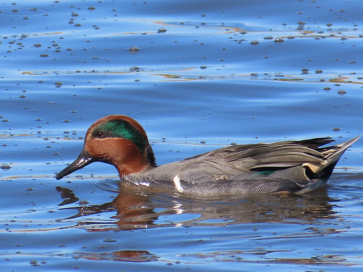 Green-winged Teal - ML646601180