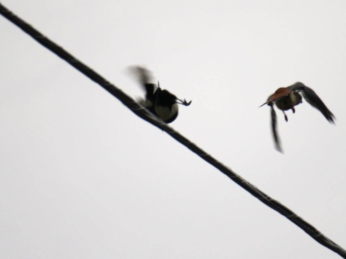 American Kestrel - ML646601181