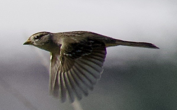 Белобровая овсянка - ML646601182