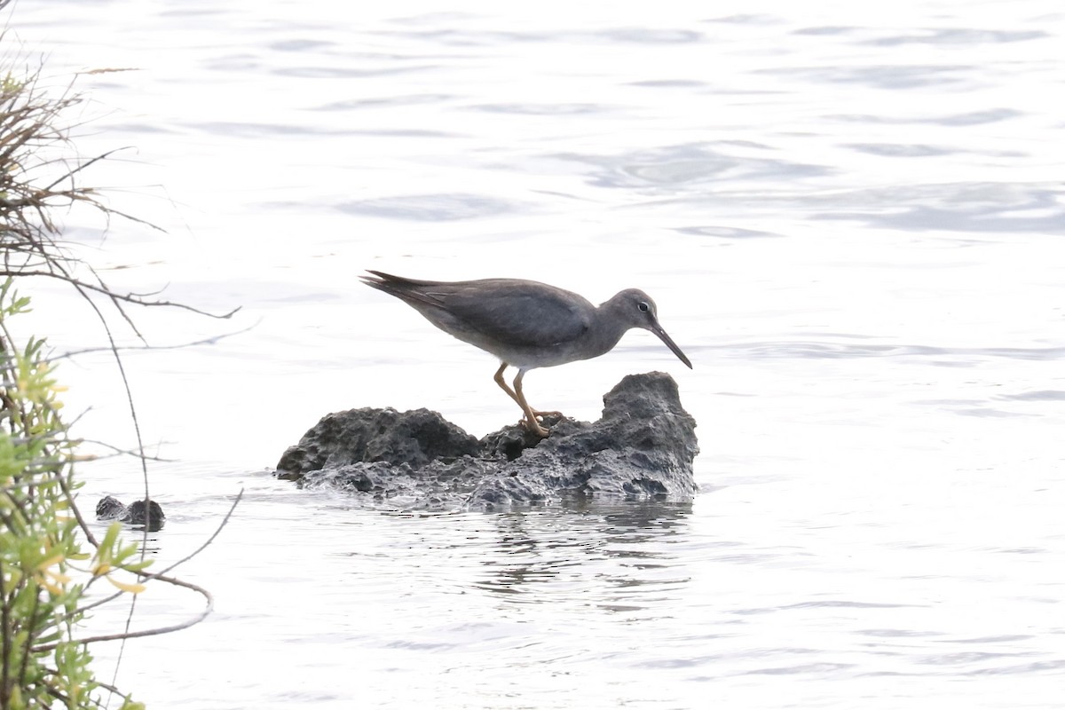 vodouš aljašský - ML646601183