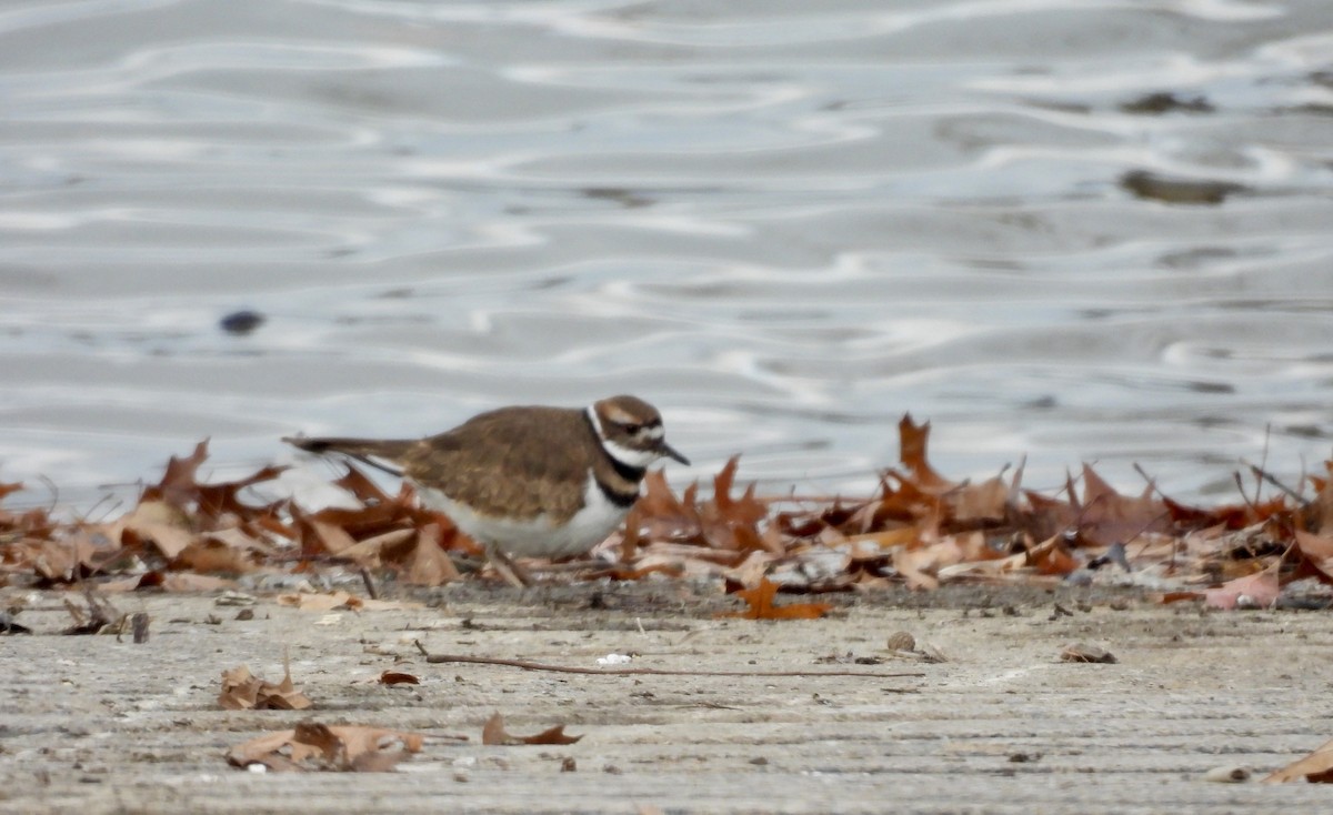 Killdeer - ML646601189