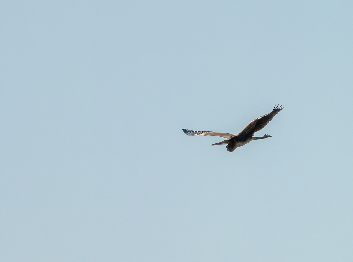 Airone rosso - ML646601190