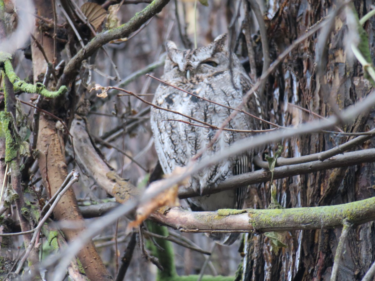 Western Screech-Owl - ML646601191