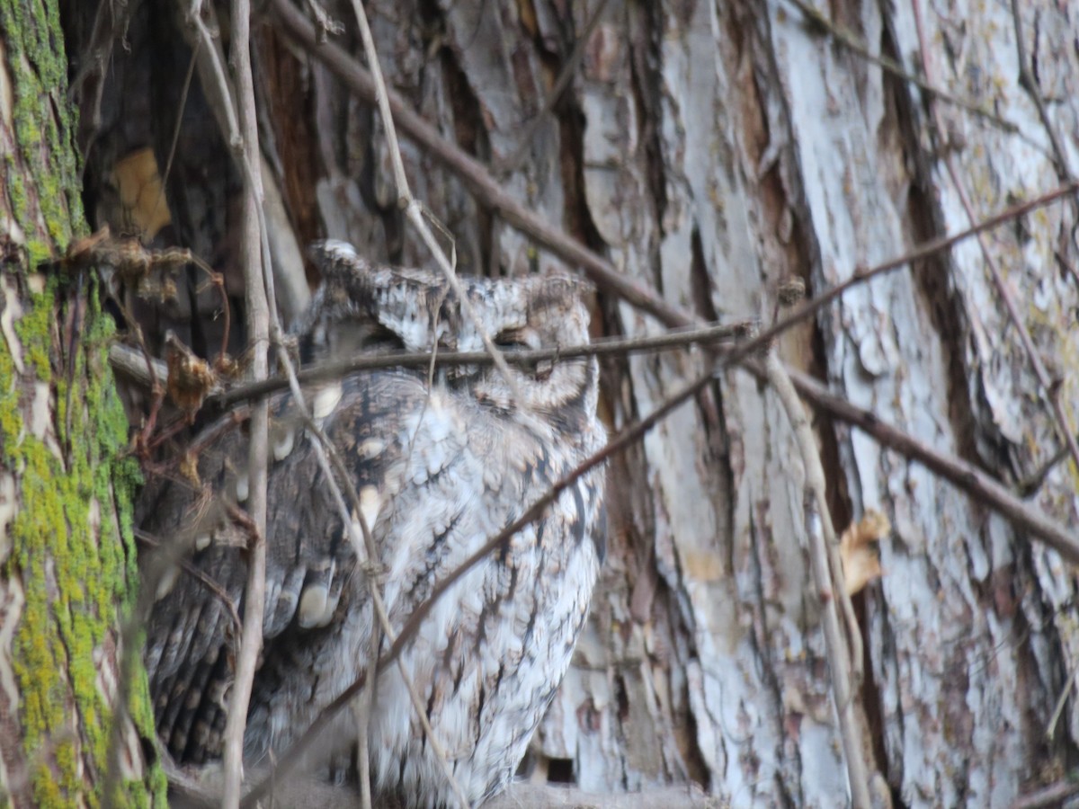 Western Screech-Owl - ML646601192
