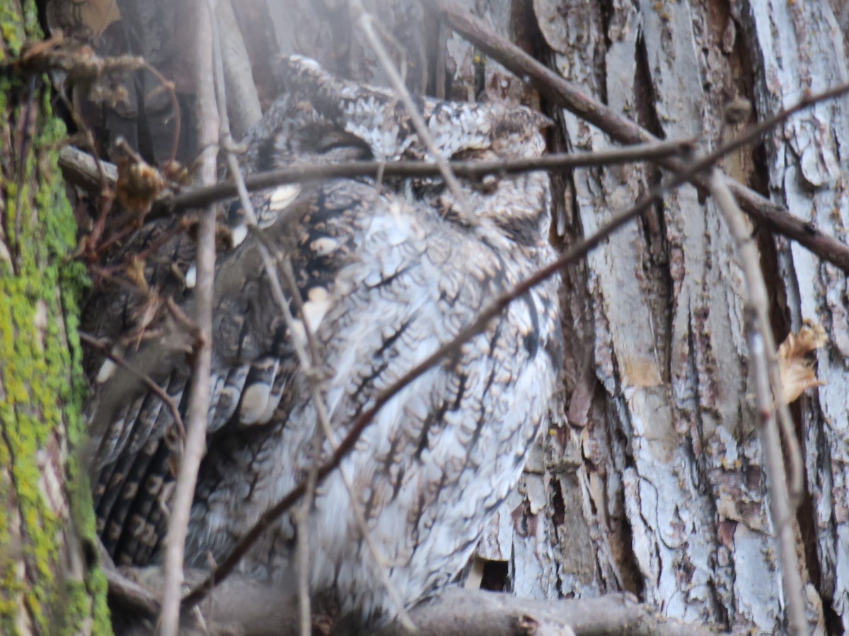 Western Screech-Owl - ML646601193
