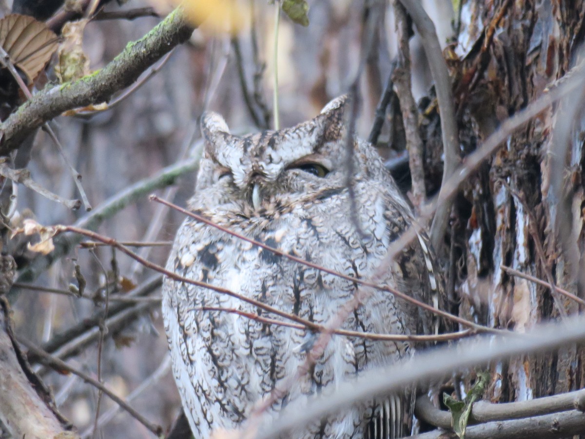 Western Screech-Owl - ML646601194