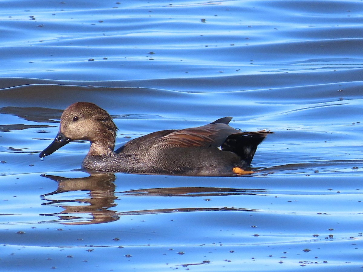 Gadwall - ML646601195