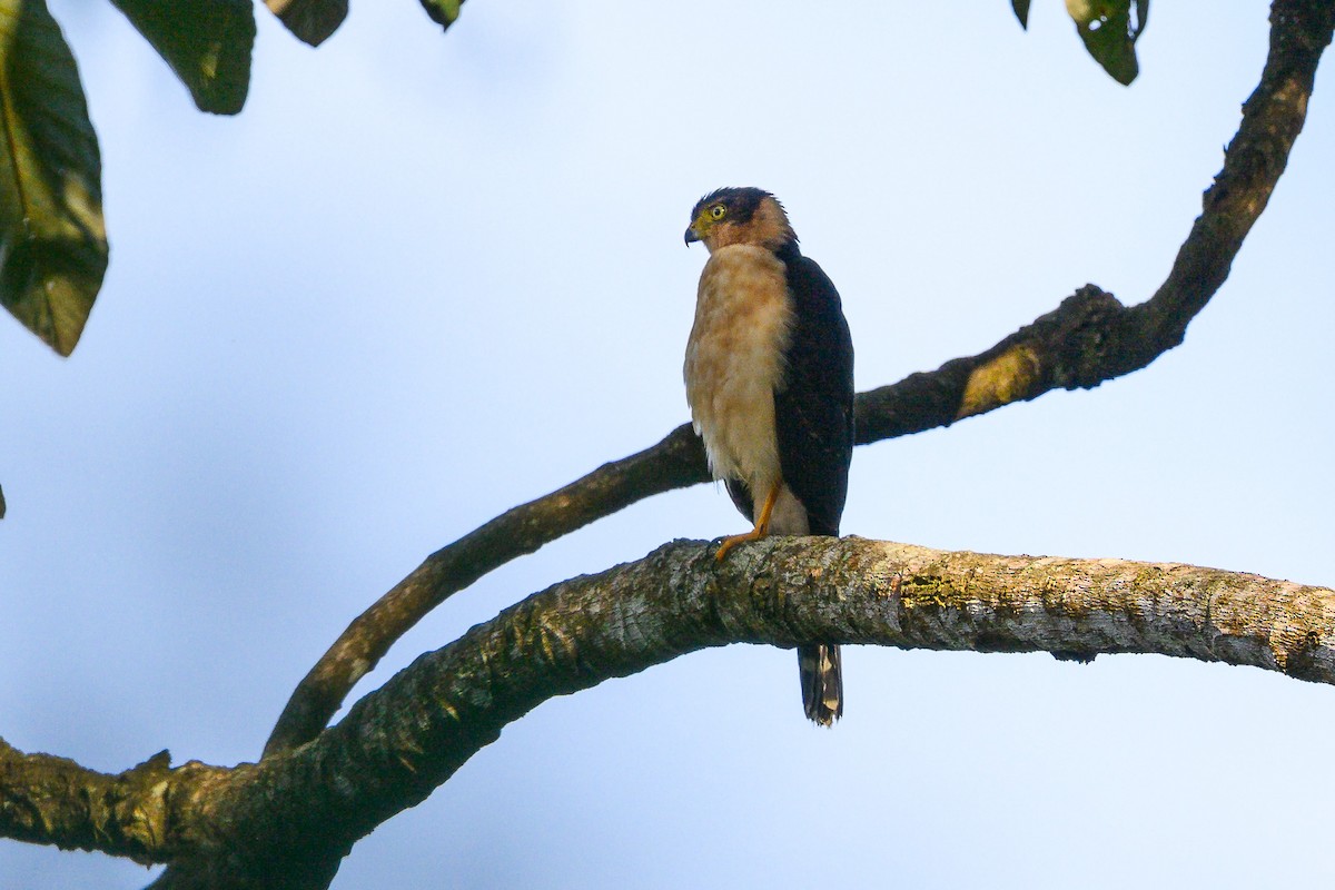 Bicolored Hawk - ML646601198