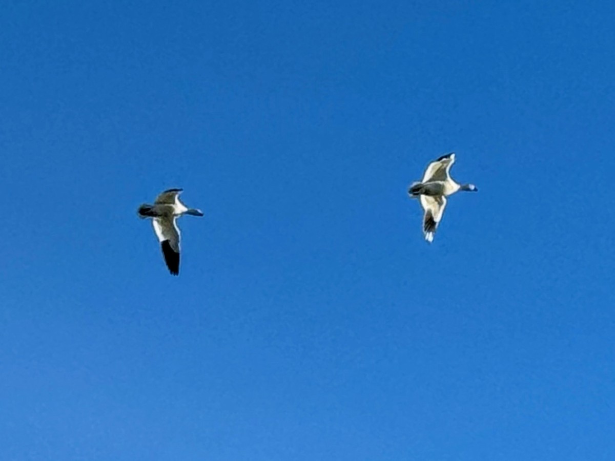 Ross's Goose - ML646601203