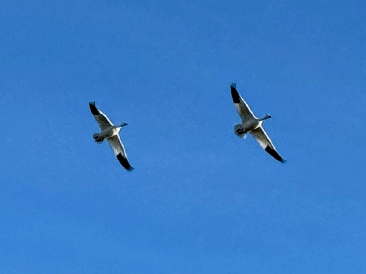 Ross's Goose - ML646601204