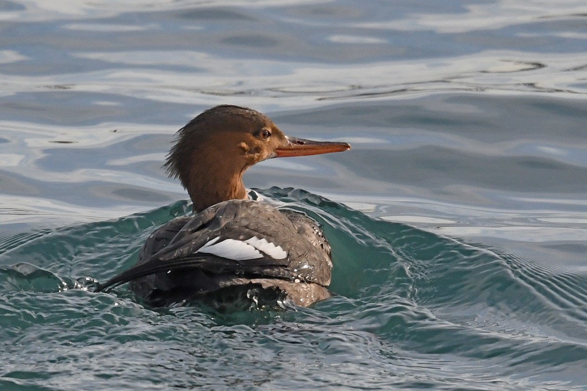 ウミアイサ - ML646601206