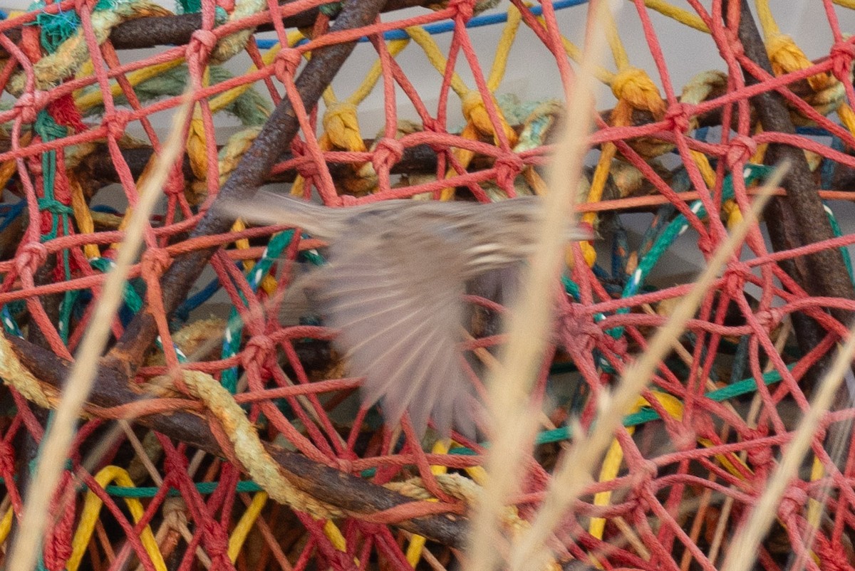 Song Sparrow - ML646601210