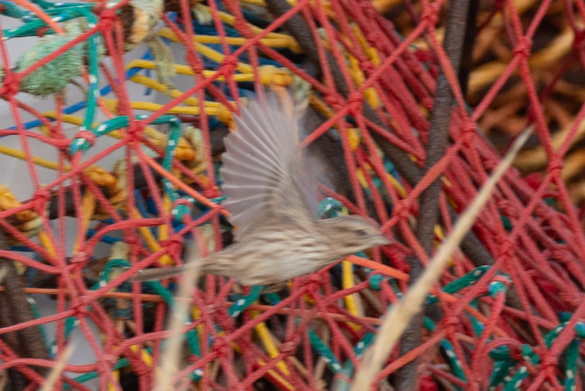 Song Sparrow - ML646601211