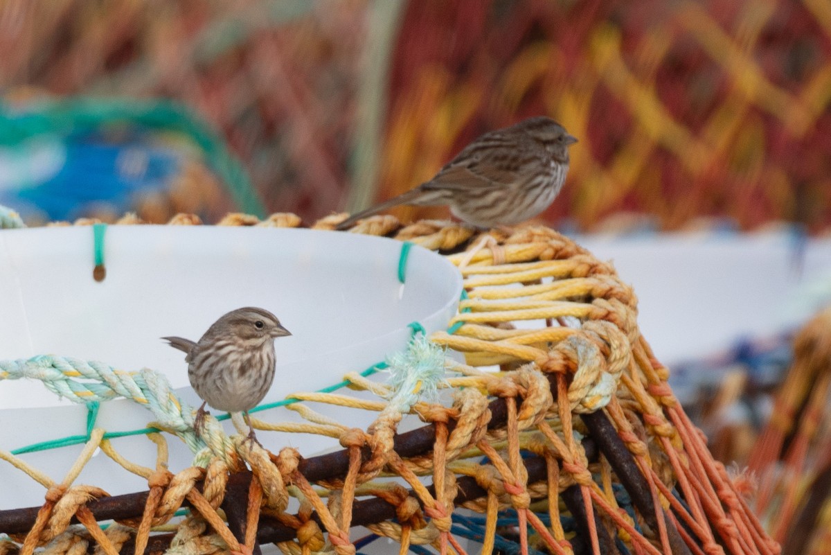 Song Sparrow - ML646601212