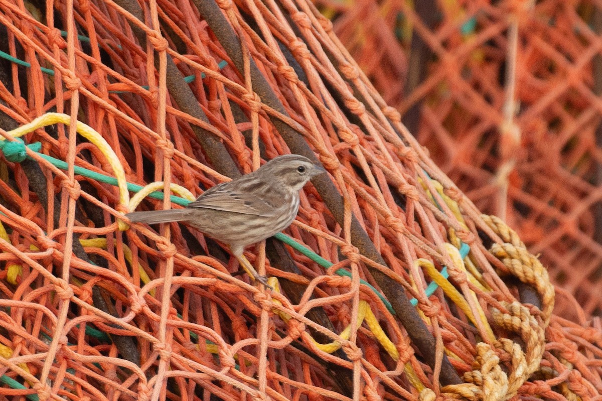 Song Sparrow - ML646601214