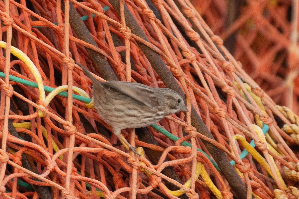 Song Sparrow - ML646601215