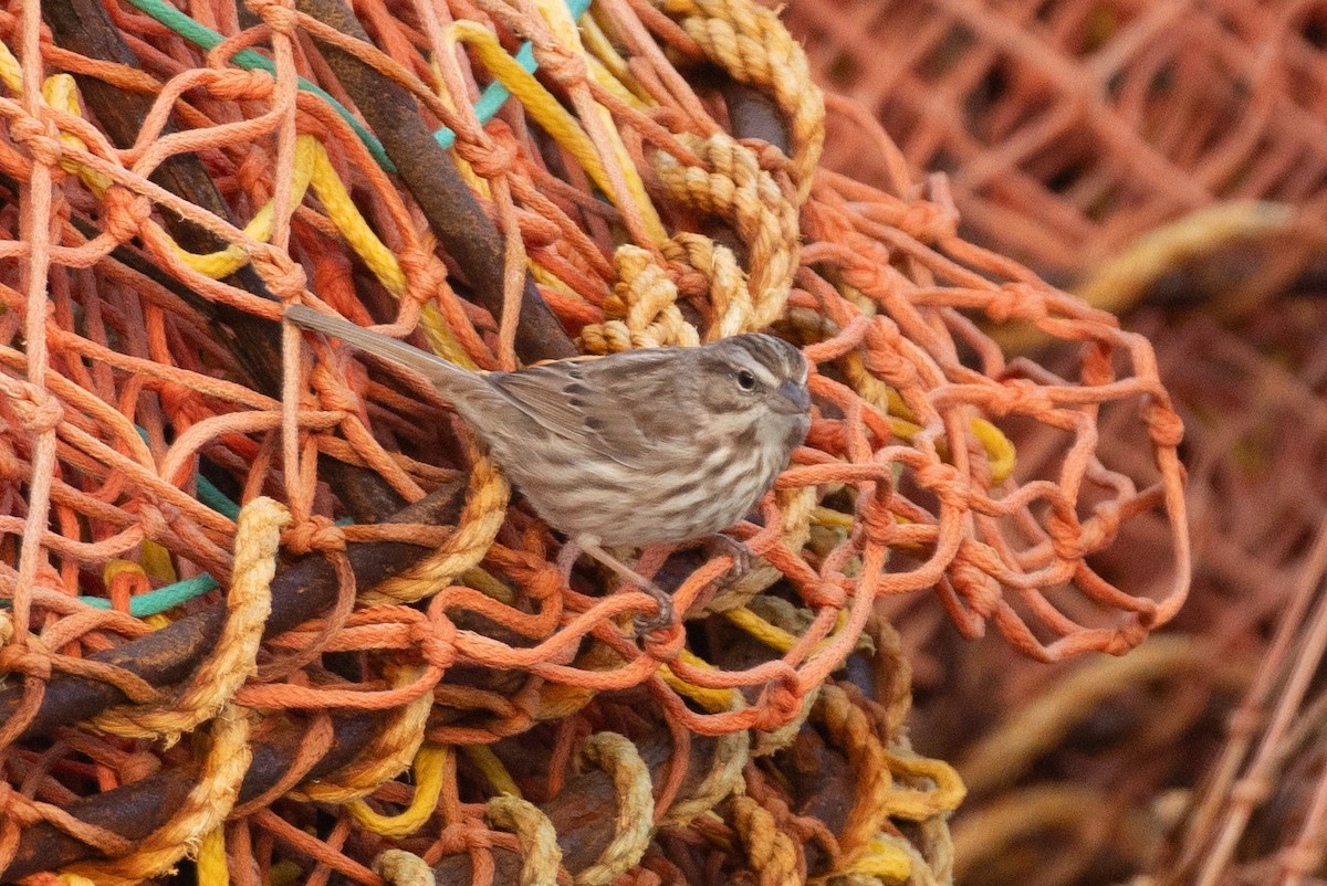 Song Sparrow - ML646601216