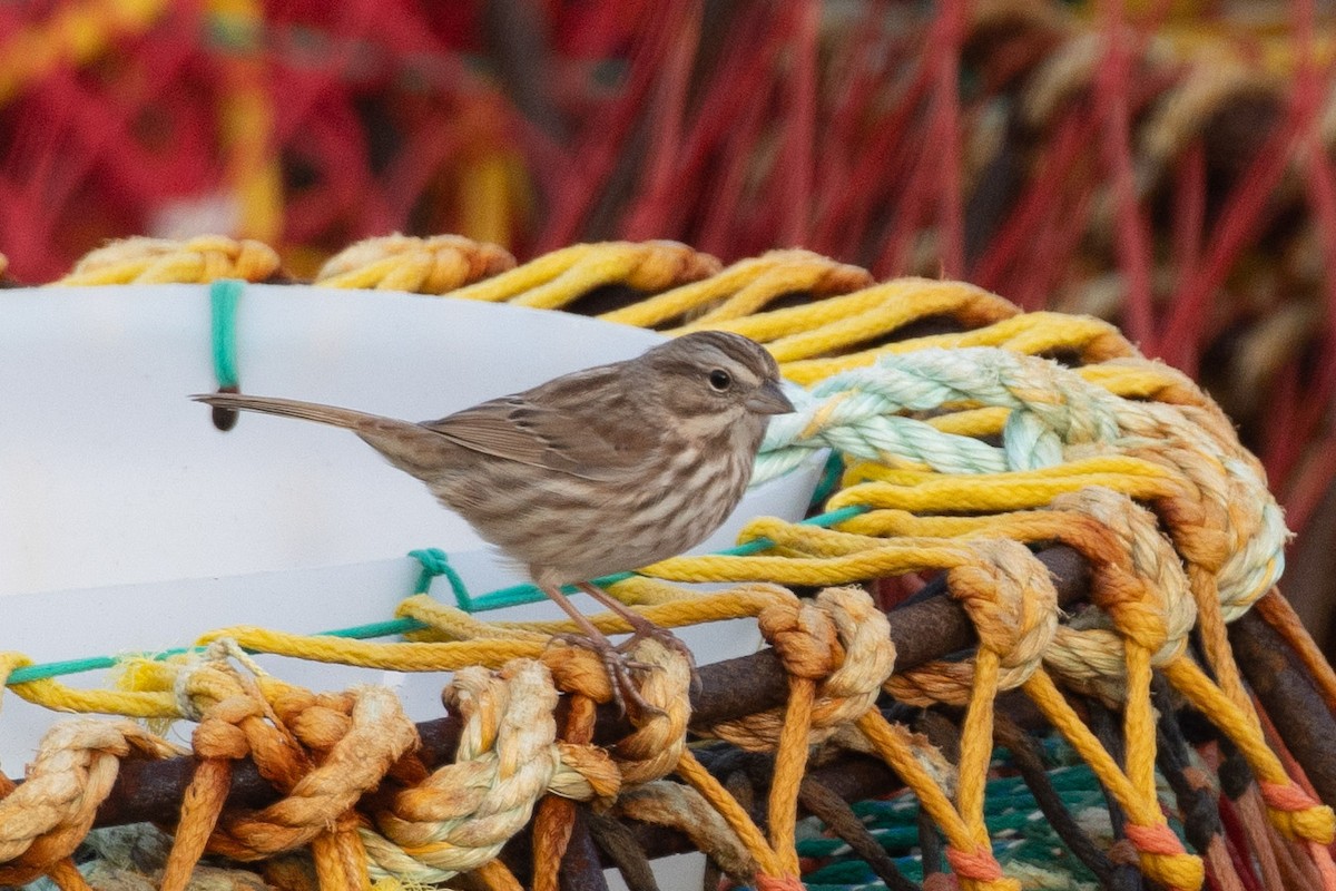 Song Sparrow - ML646601217
