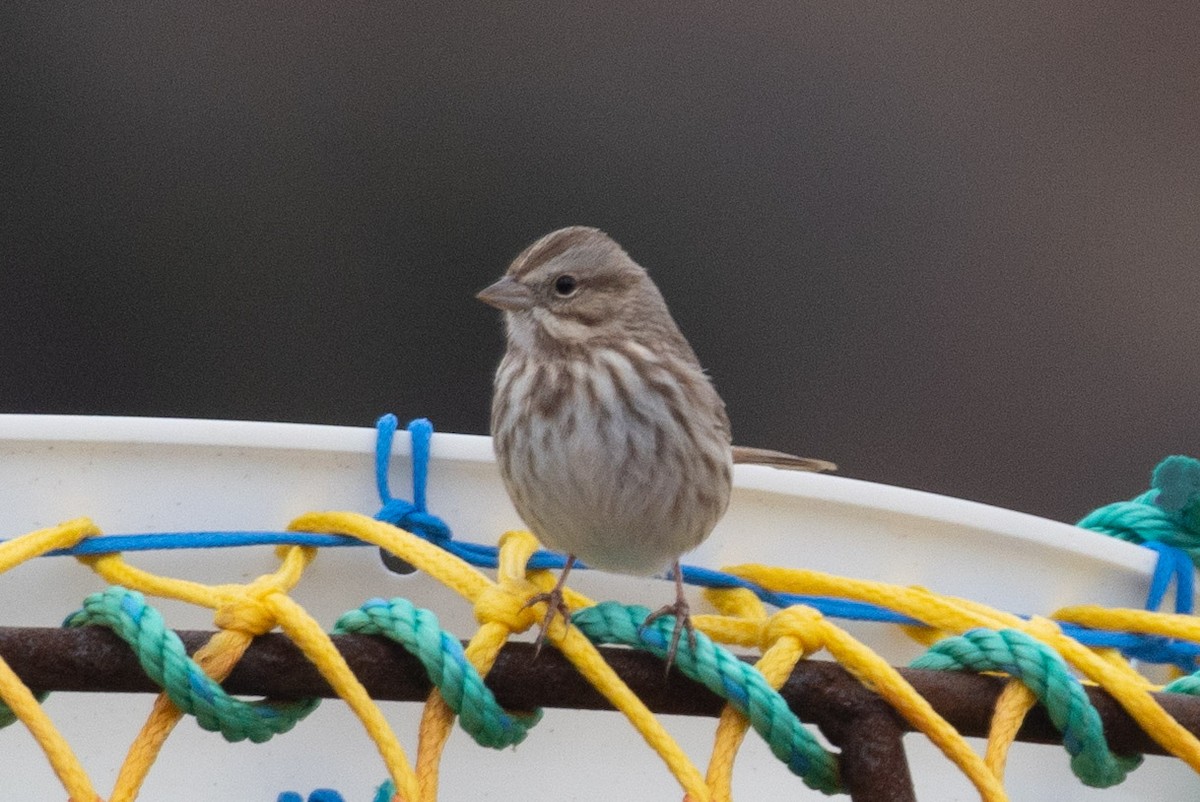 Song Sparrow - ML646601219