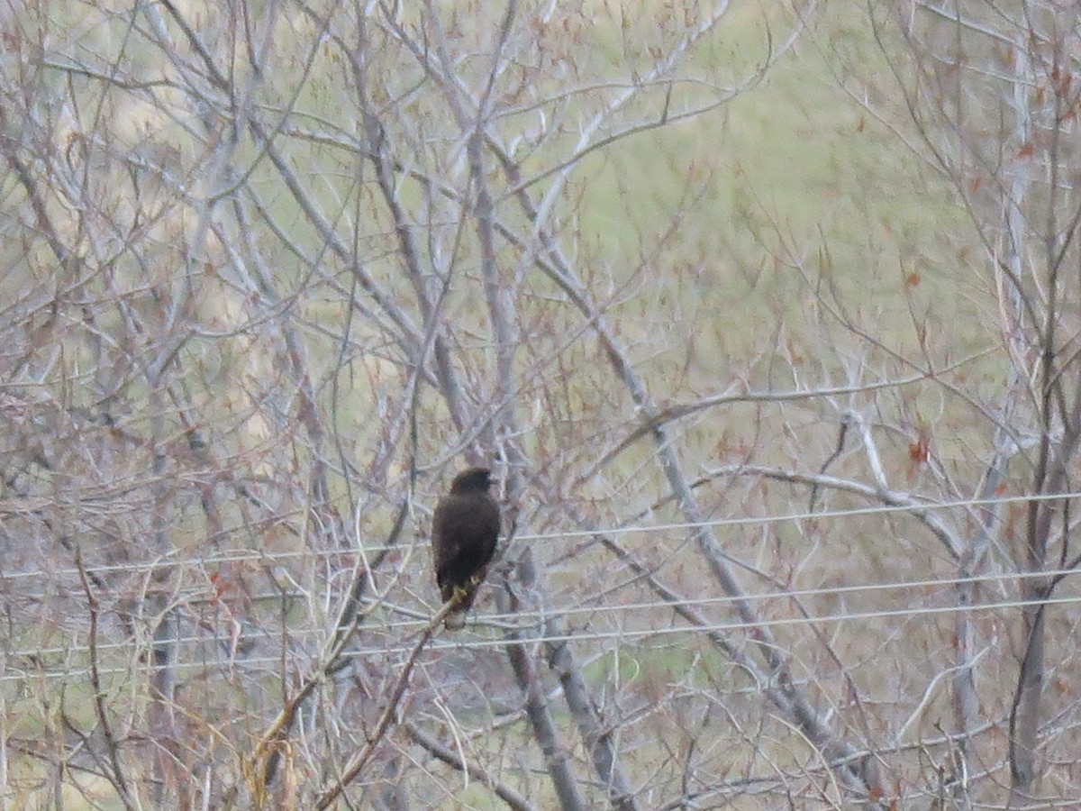 Red-tailed Hawk - ML646601220