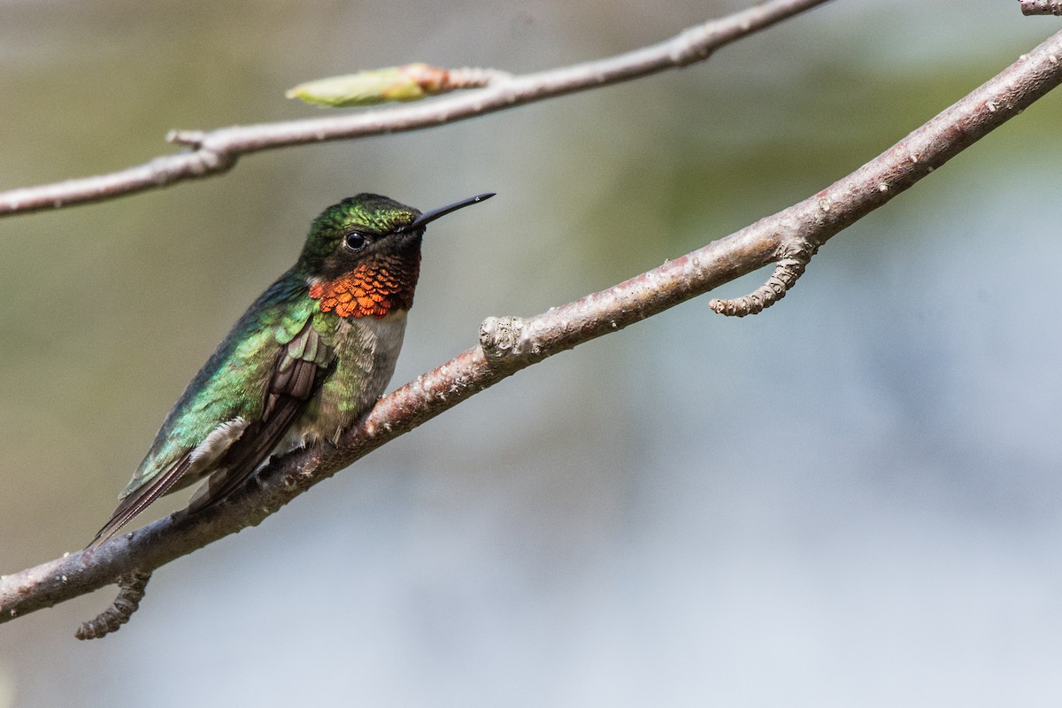 Colibri à gorge rubis - ML646601221