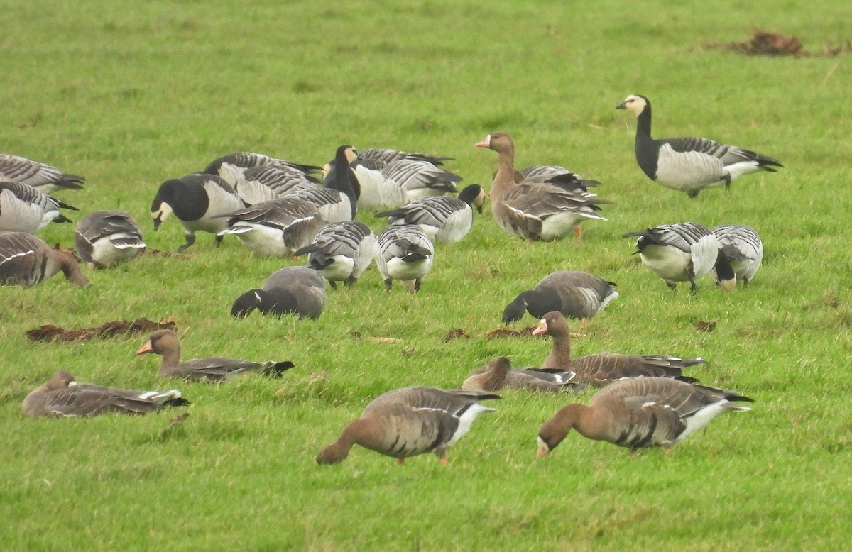 Greater White-fronted Goose - ML646601223