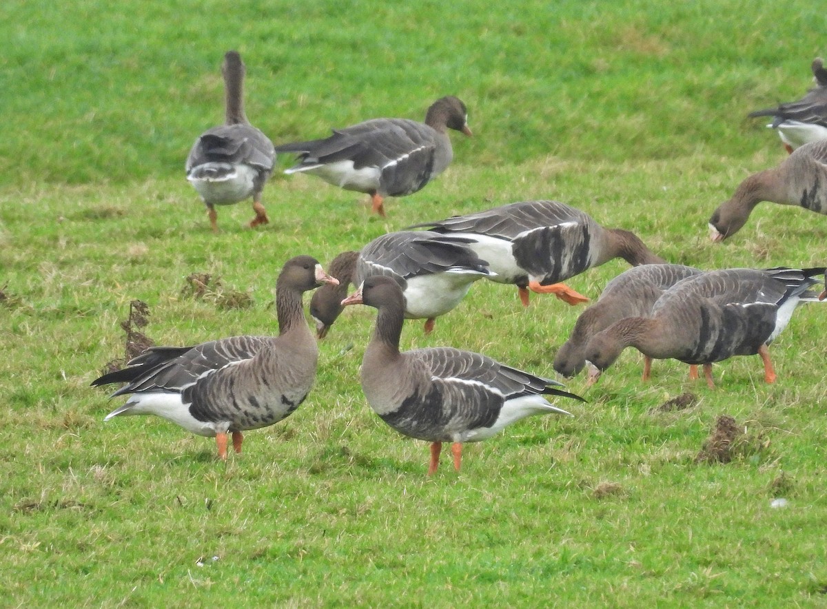 Greater White-fronted Goose - ML646601225