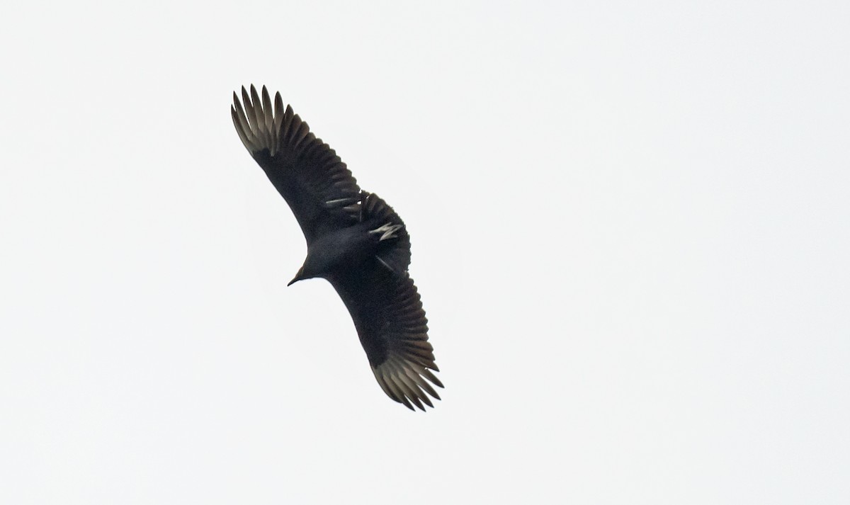 Чёрная катарта - ML646601227