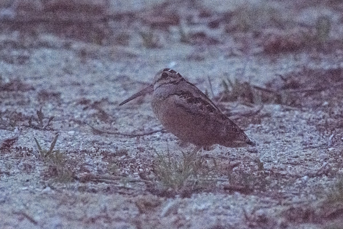 American Woodcock - ML646601230