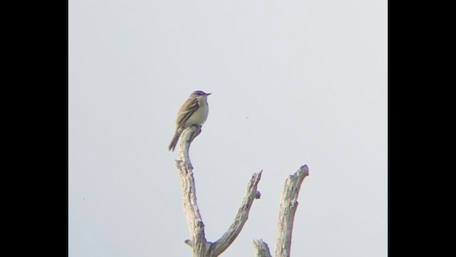 Піві-малюк вербовий - ML646601234