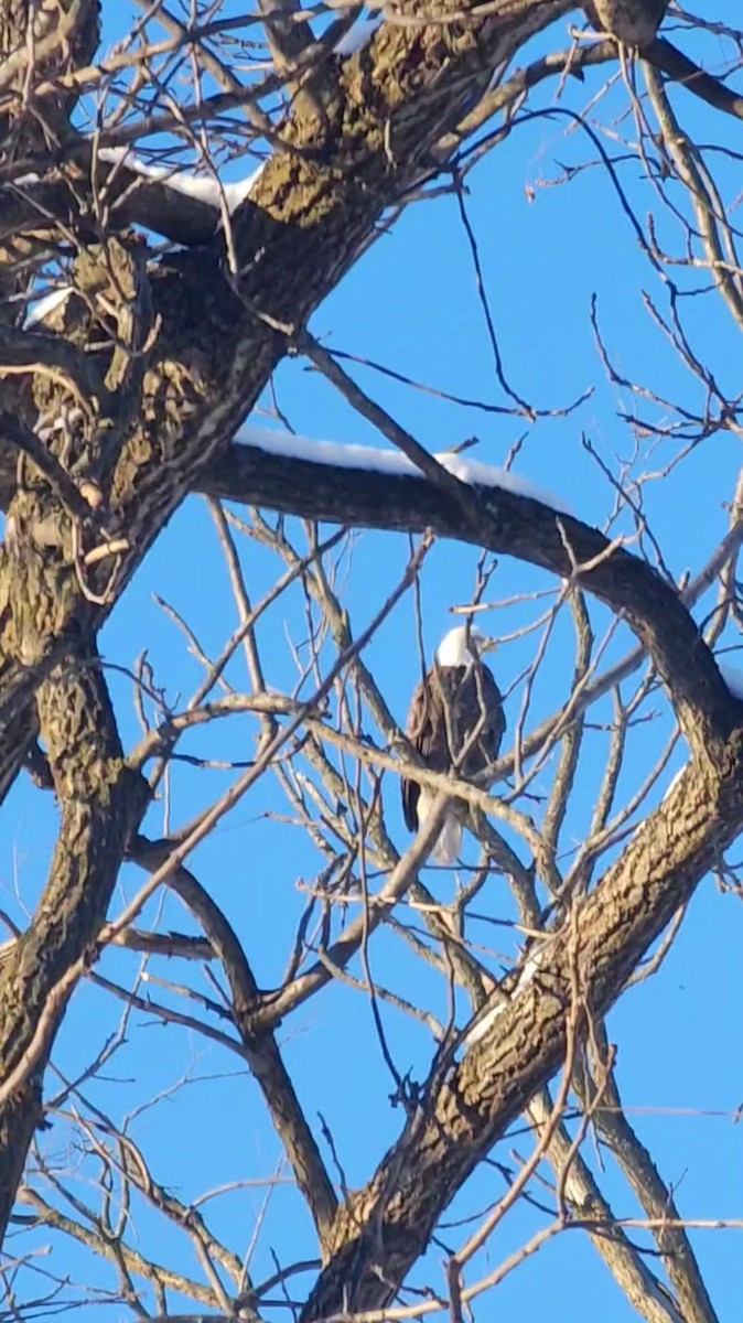 Bald Eagle - ML646601241