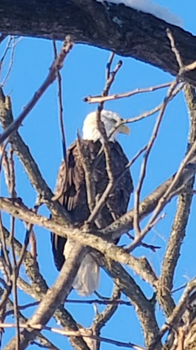 Bald Eagle - ML646601242